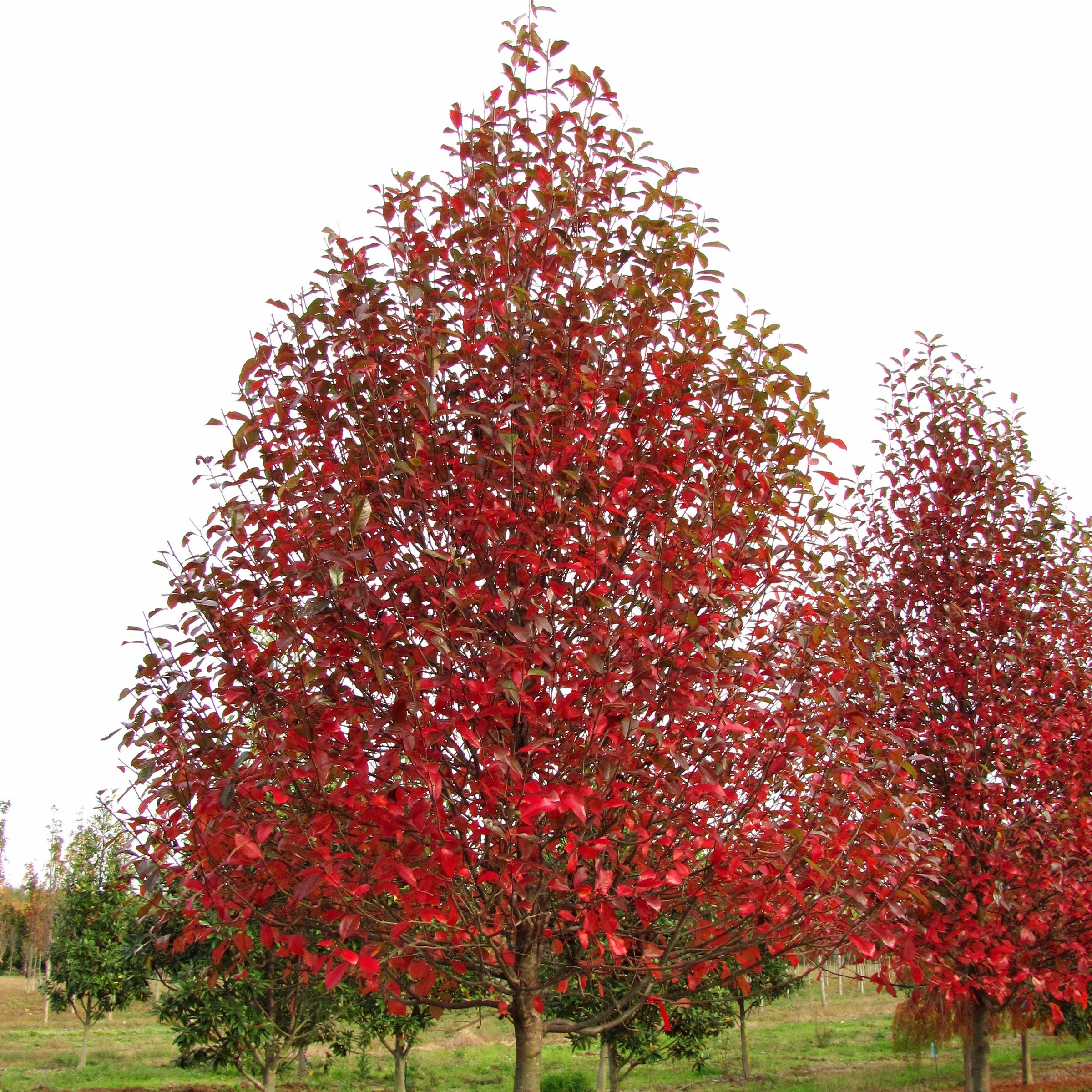 Nyssa sylvatica Green Gable™ 'NSUHH' PP 22,951