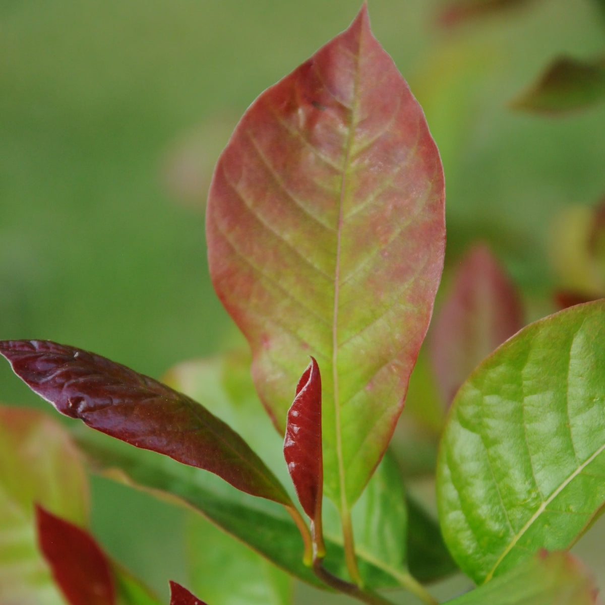 Nyssa sylvatica 'Wildfire'