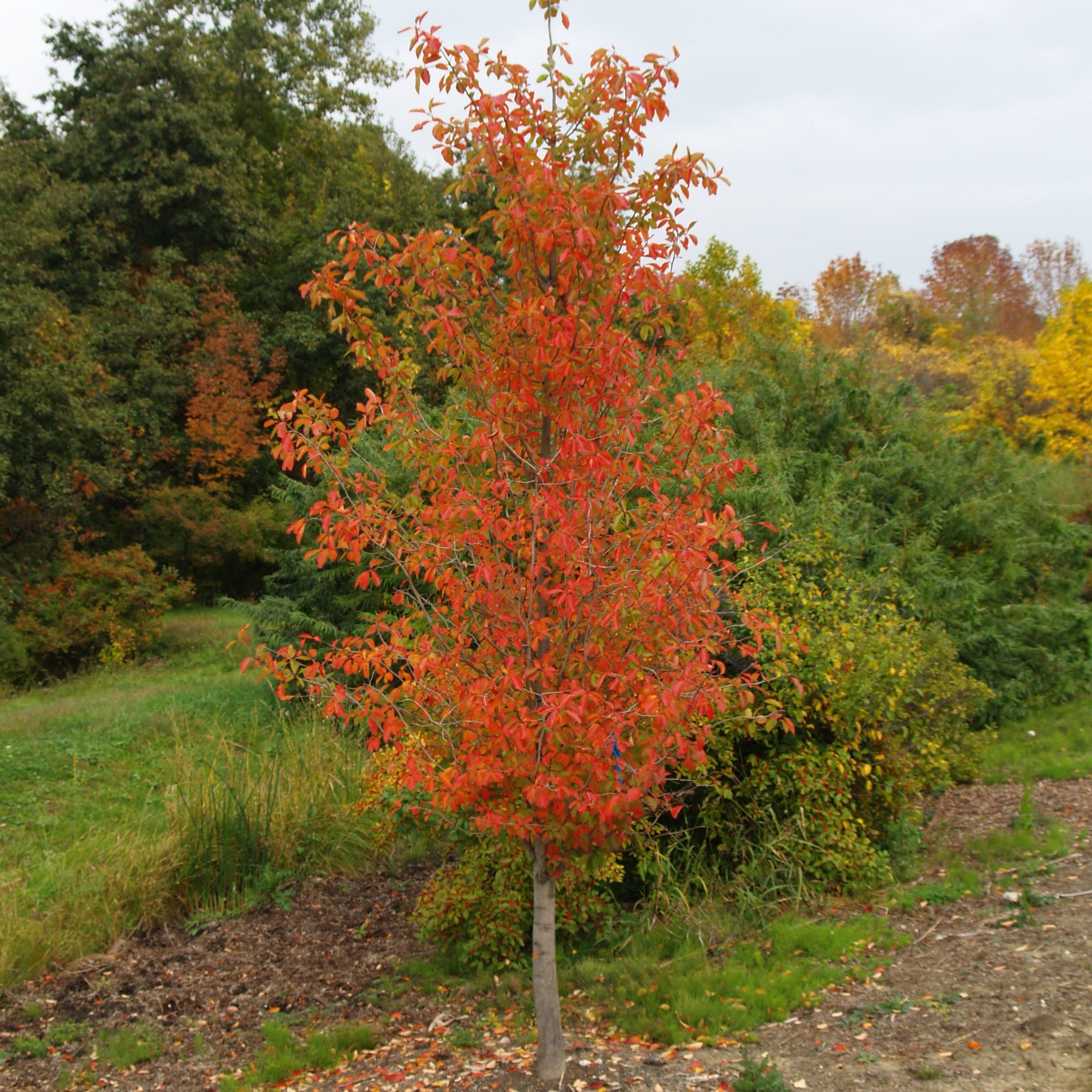 Nyssa sylvatica Tupelo Tower™ 'WFH1' PP22,976
