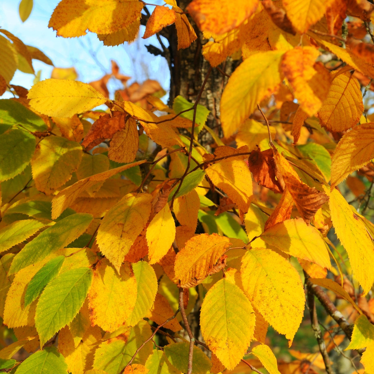 Ostrya virginiana