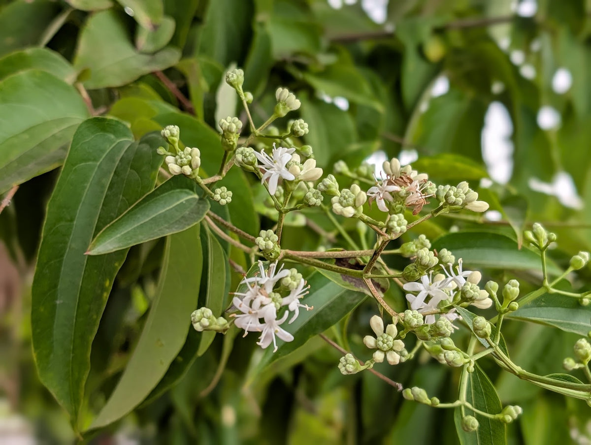 Heptacodium miconioides