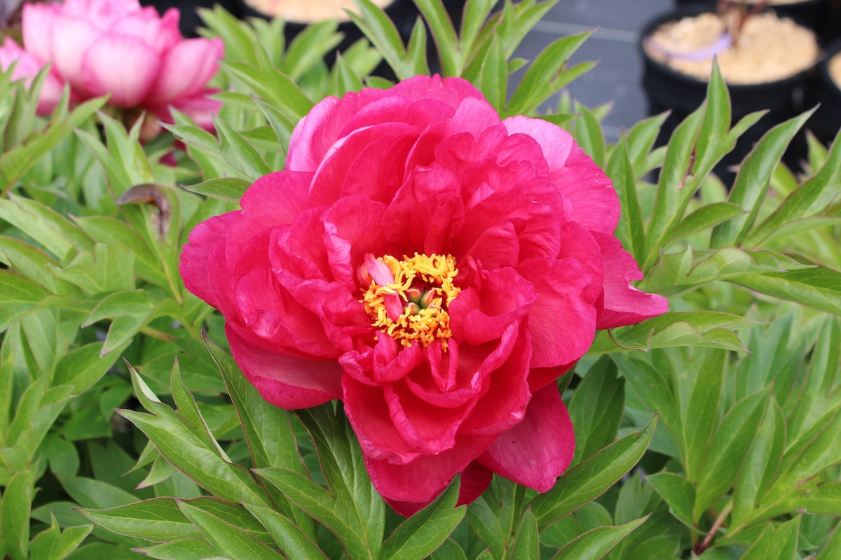 Paeonia Candy Apple™ Garden Candy® 'Smithopus10' PPAF