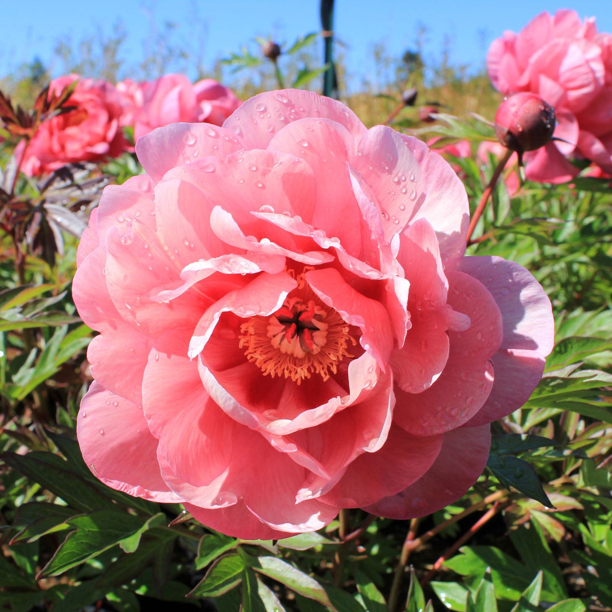 Paeonia Double Bubble Pink™ Garden Candy® 'Smithopus3' PP37005
