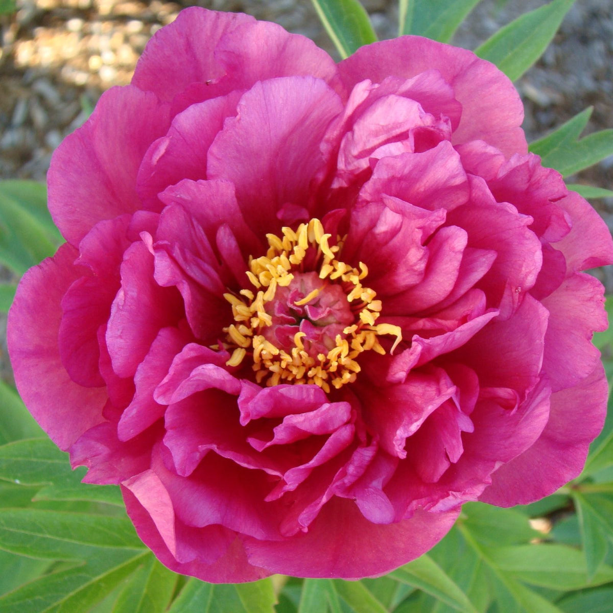 Paeonia Evie Jane™ Garden Candy® 'Smithopus7' PP 36810