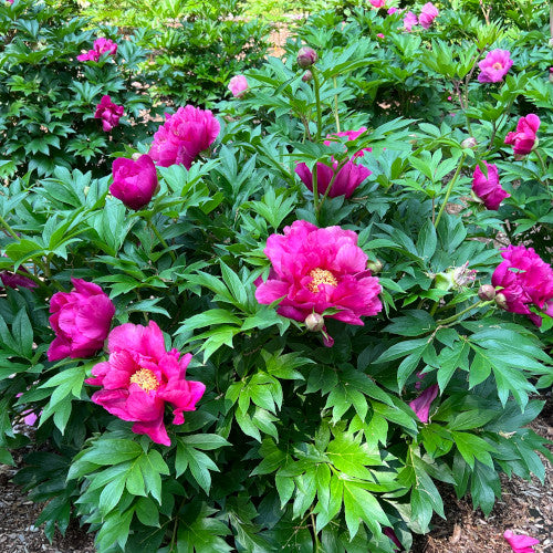 Paeonia Evie Jane™ Garden Candy® 'Smithopus7' PP 36810