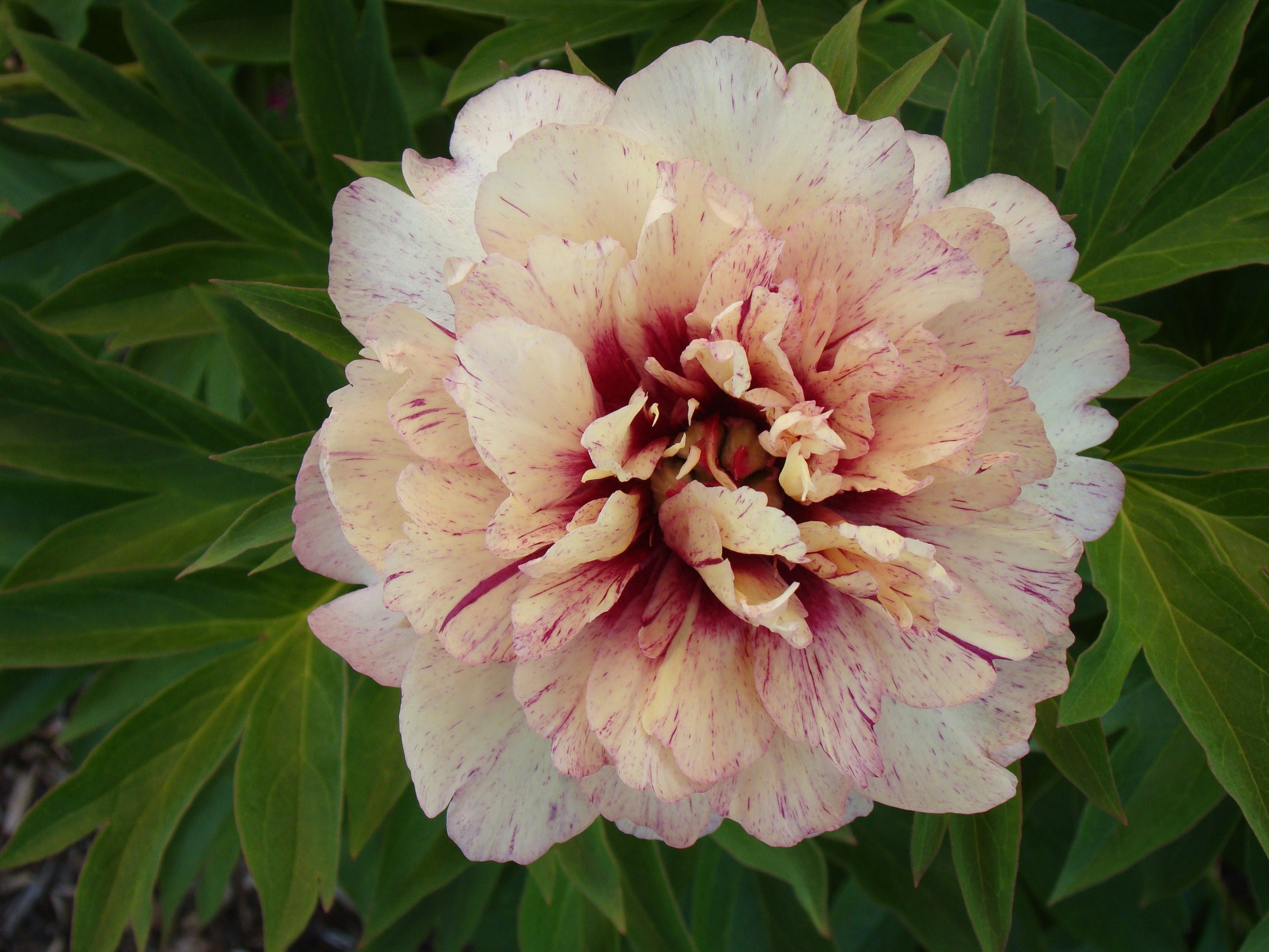 Paeonia Garden Candy® 'All that Jazz' ™