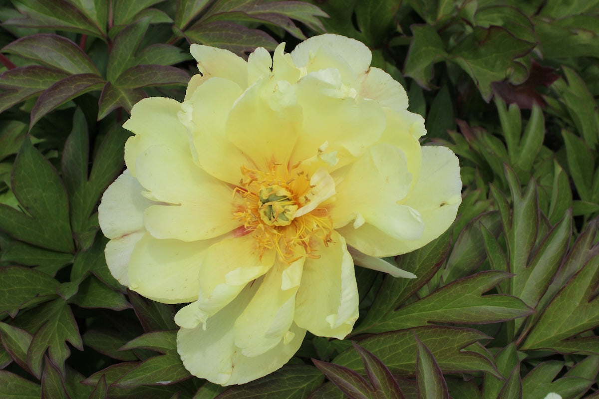 Paeonia Garden Candy® 'Amy Jo'