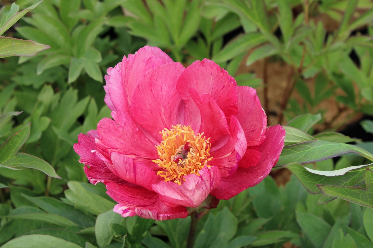 Paeonia Garden Candy® Hot Tamale™ PPAF