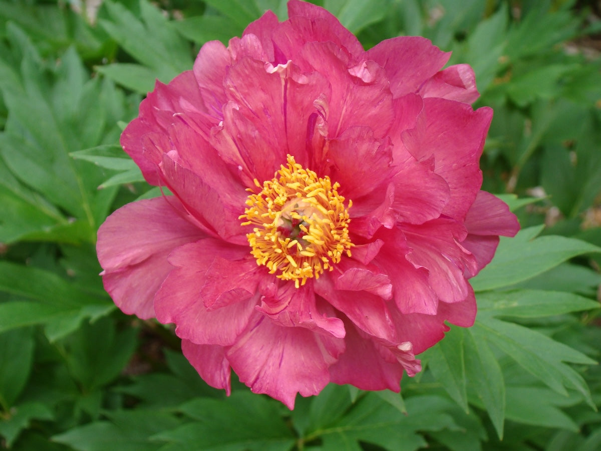 Paeonia Garden Candy® Hot Tamale™ PPAF
