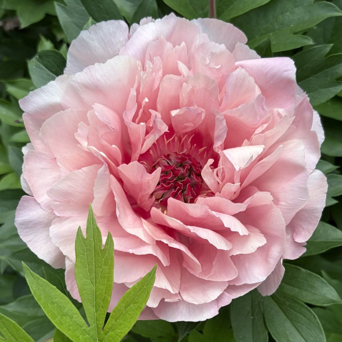 Paeonia Garden Candy® Lacey Ryan™ 'Smithopus14' PPAF