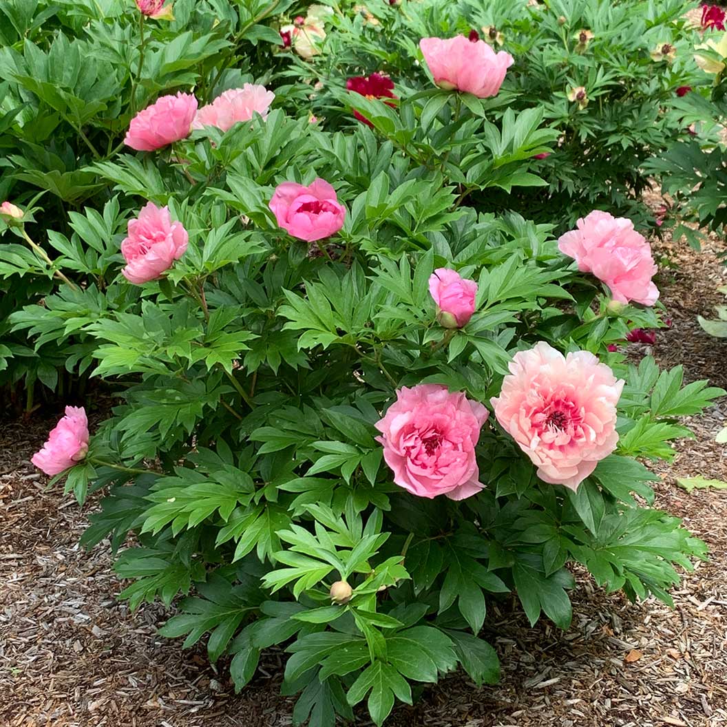 Paeonia Garden Candy® Lacey Ryan™ 'Smithopus14' PPAF