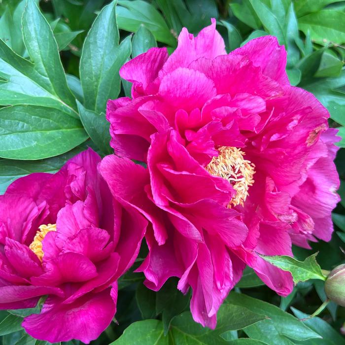 Paeonia Garden Candy® Noa Jolie™ 'Smithopus11' PPAF