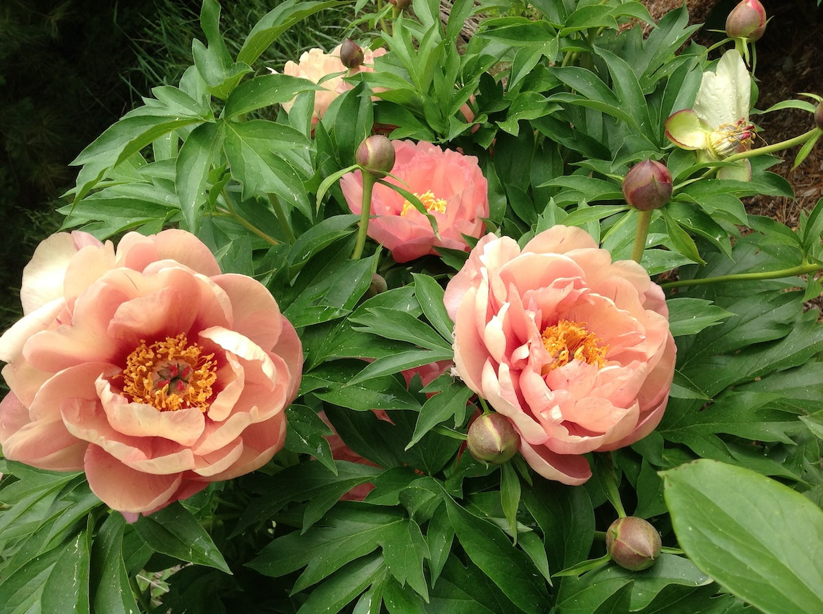 Paeonia Garden Candy® Peach-A-Licious™ 'Smithopus5' PP 37003