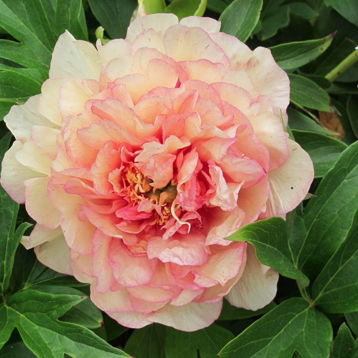 Paeonia Garden Candy® Simply Scrumptious™ 'Smithopus6' PP 37004