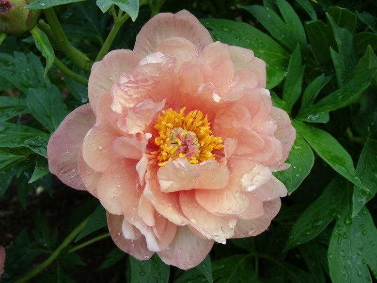 Apricot Summer Sunset Garden Candy peony with yellow center against green foliage