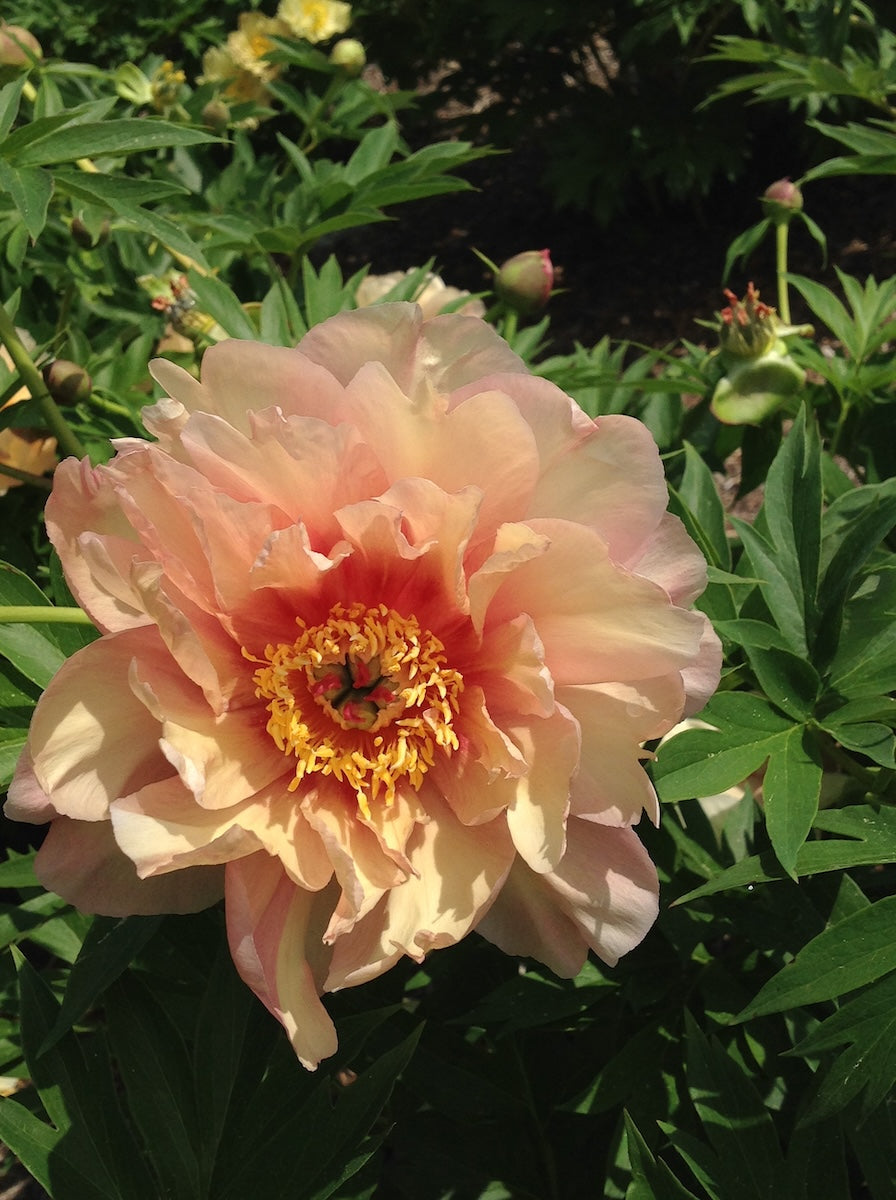 Paeonia Garden Candy® Summer Sunset™ 'Smithopus8' PP 36962