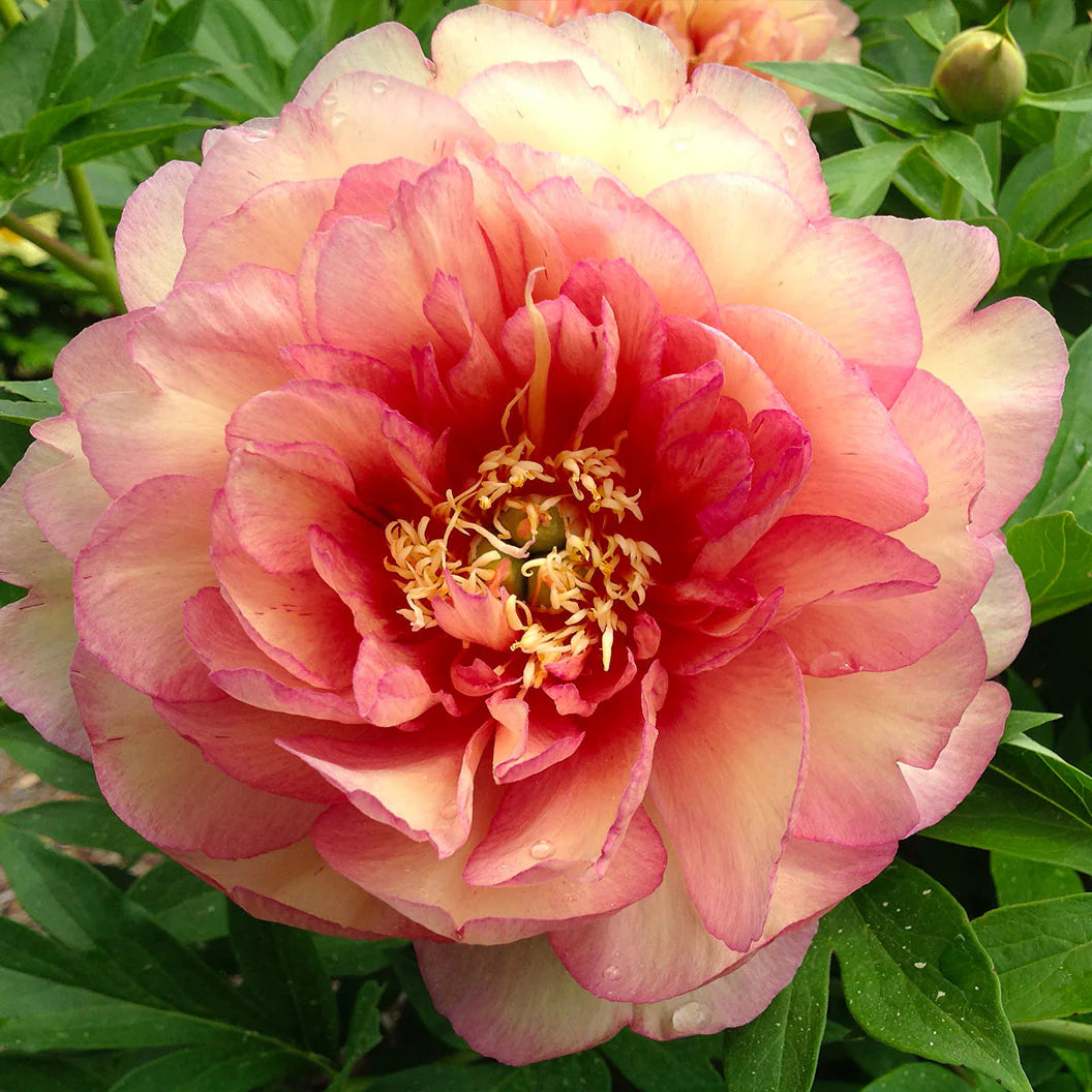 Paeonia Garden Candy® Sweet Treat™ 'Smithopus13' PPAF