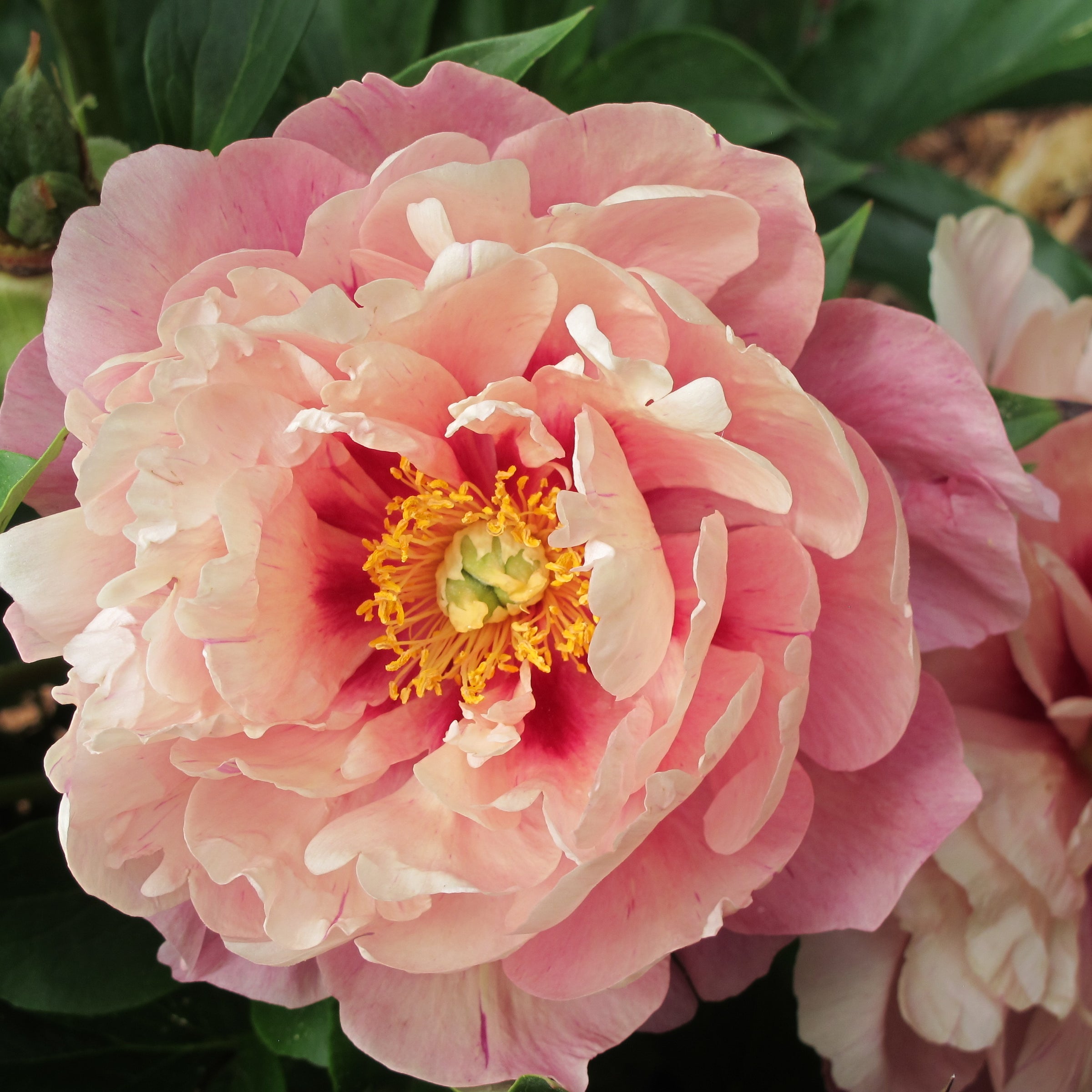 Paeonia Double Bubble Pink™ Garden Candy® 'Smithopus3' PP37005