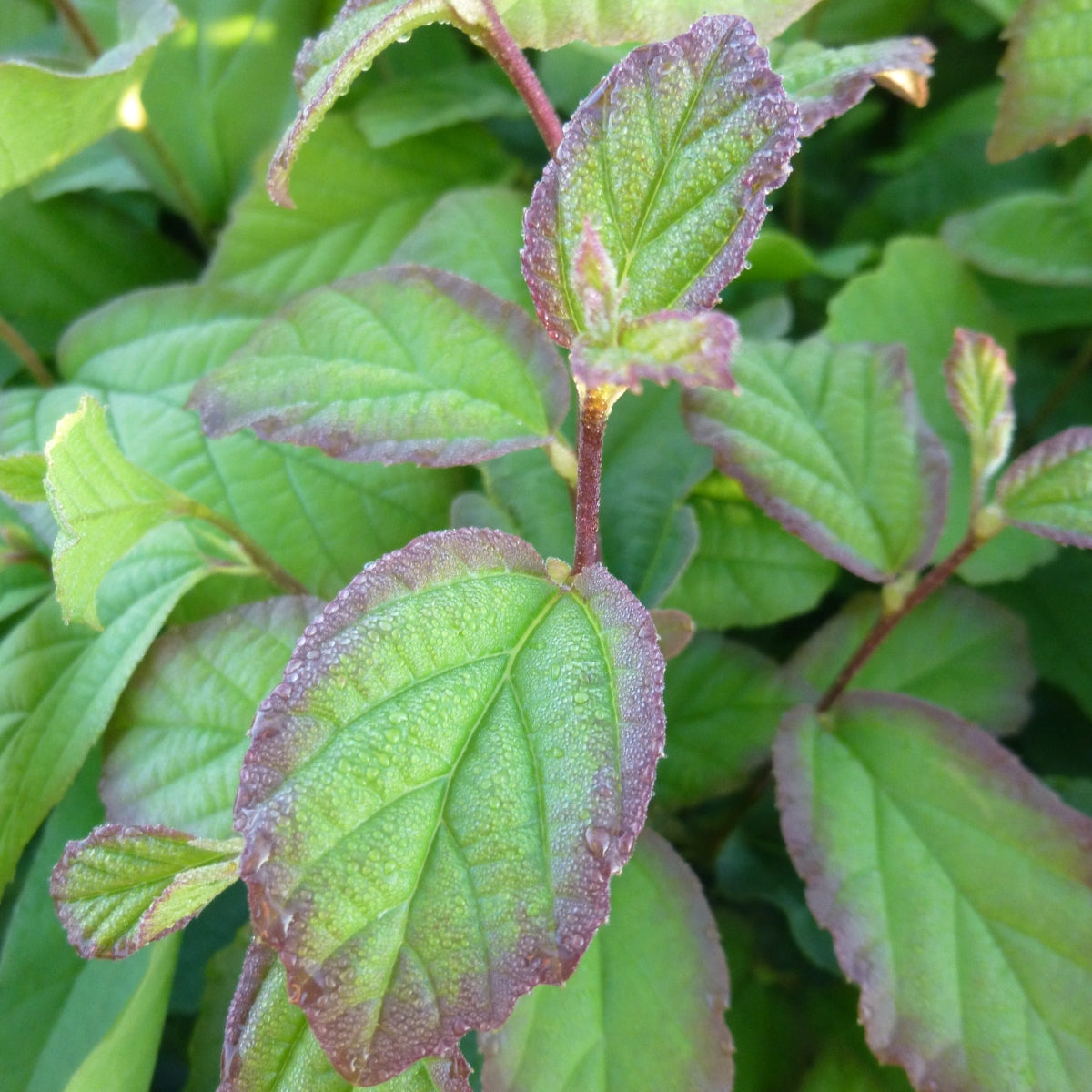 Parrotia persica