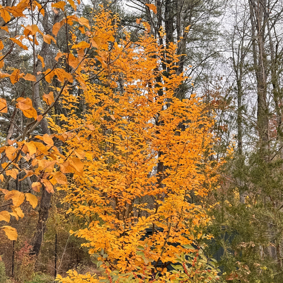 Parrotia persica Golden BellTower™ 'Chrishaven1' PP28,584