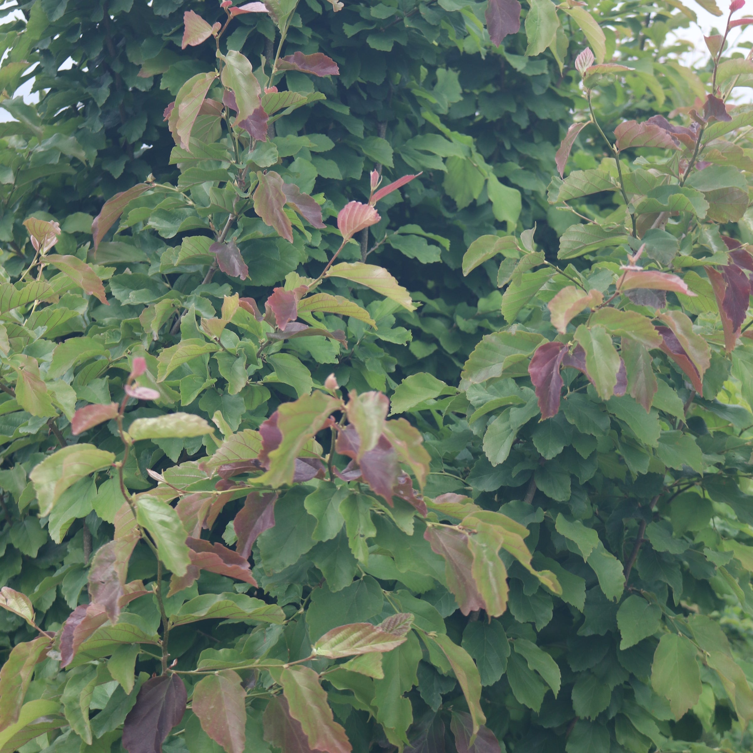 Parrotia persica 'Vanessa'
