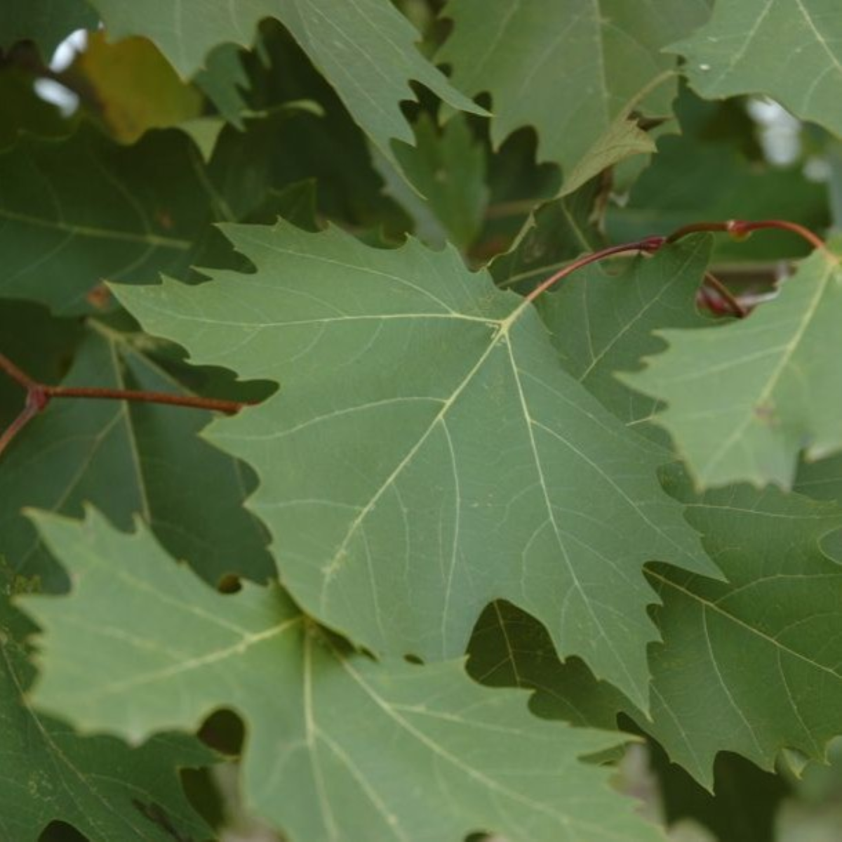 Platanus × acerifolia EXCLAMATION!® 'Morton Circle'