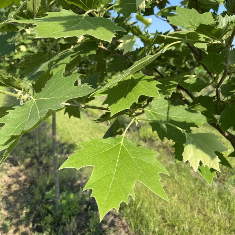 Platanus × acerifolia Monumental™ 'Morton Naper'