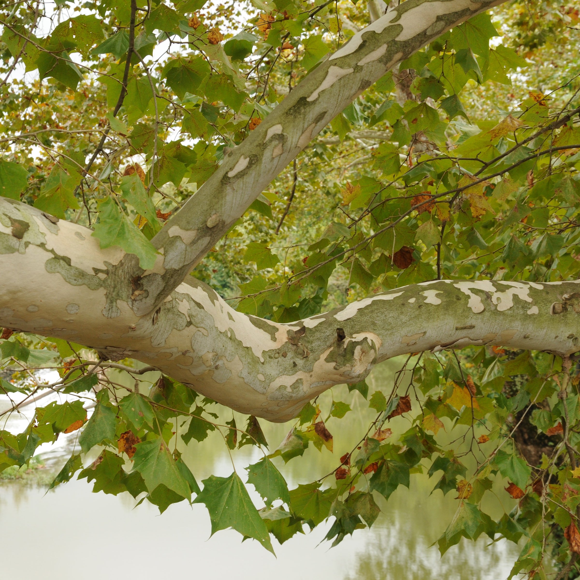 Platanus occidentalis