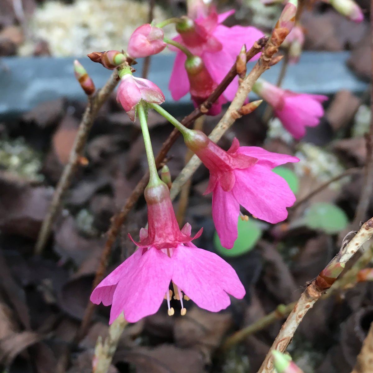 Prunus 'First Lady'