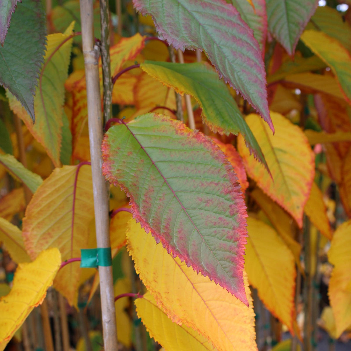 Prunus 'First Lady'