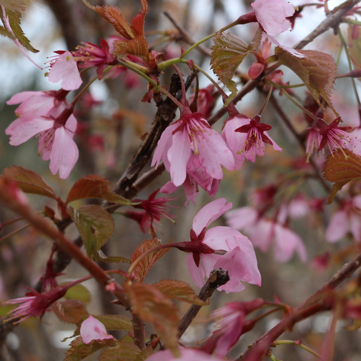 Prunus 'Dreamcatcher'