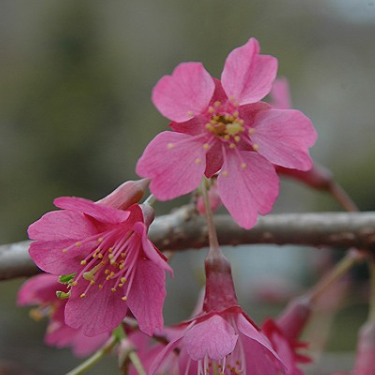 Prunus 'First Lady'