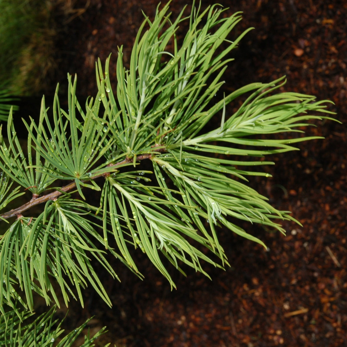 Pseudolarix amabilis
