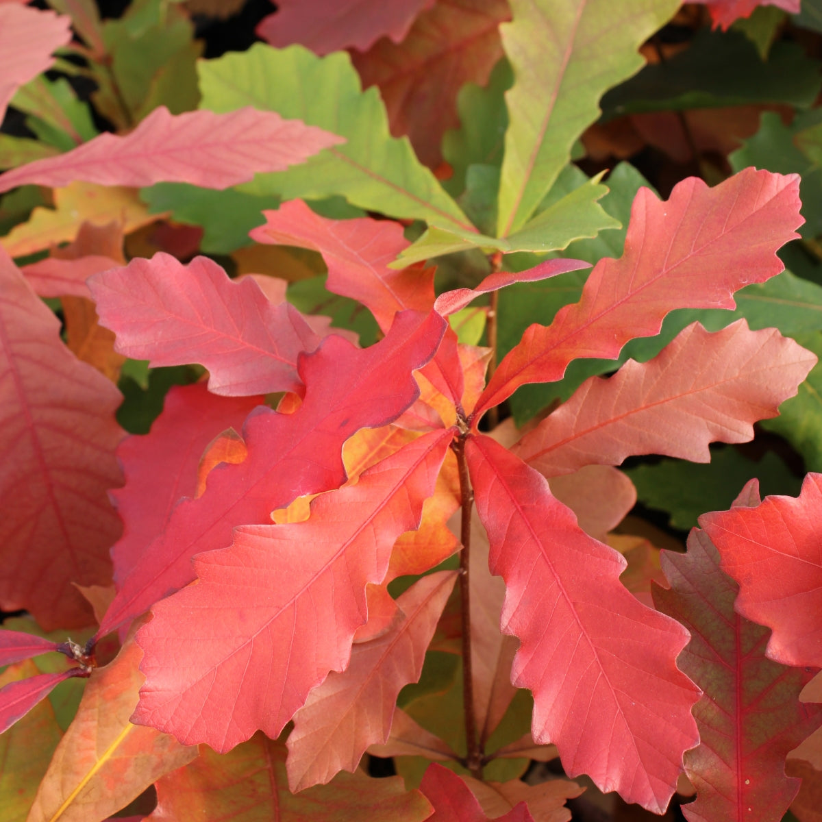 Quercus bicolor