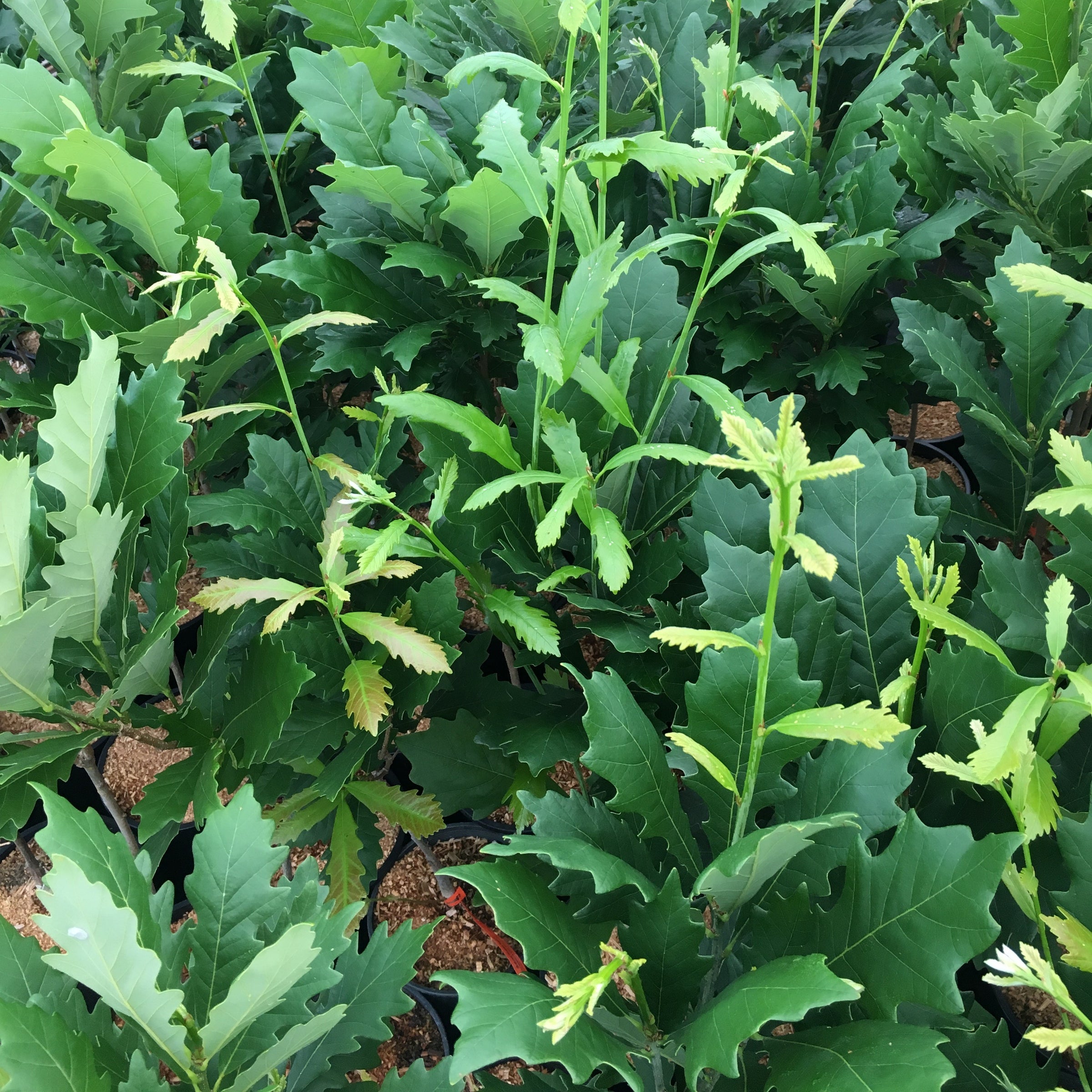 Quercus × warei Kindred Spirit® 'Nadler'
