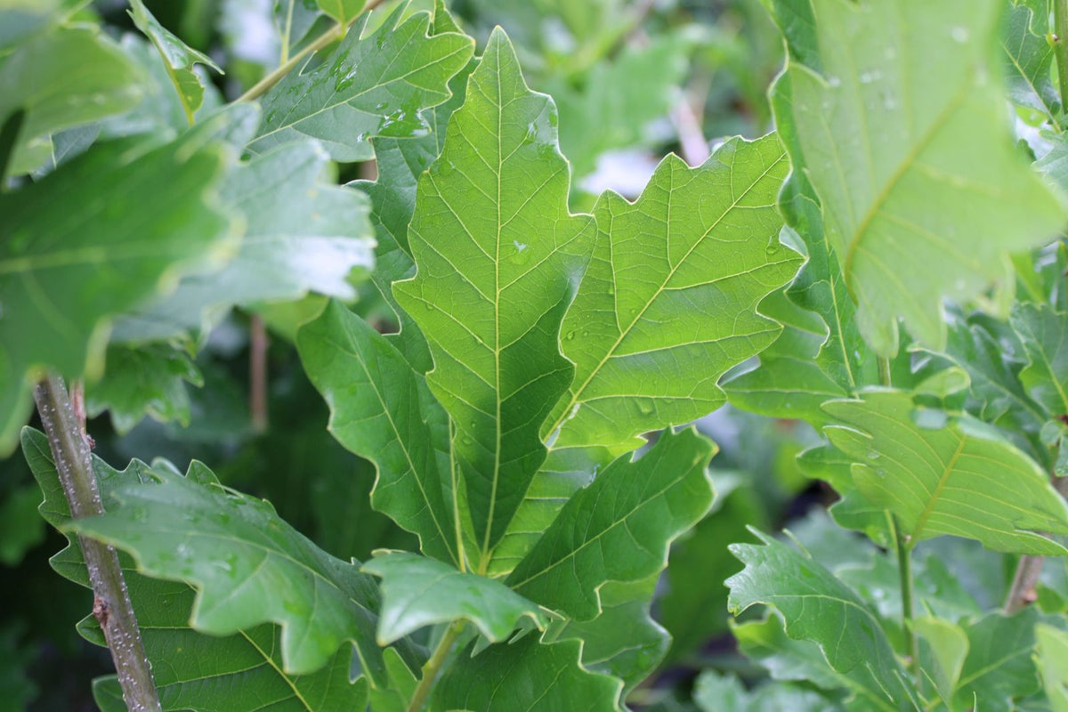 Quercus × warei Kindred Spirit® 'Nadler'