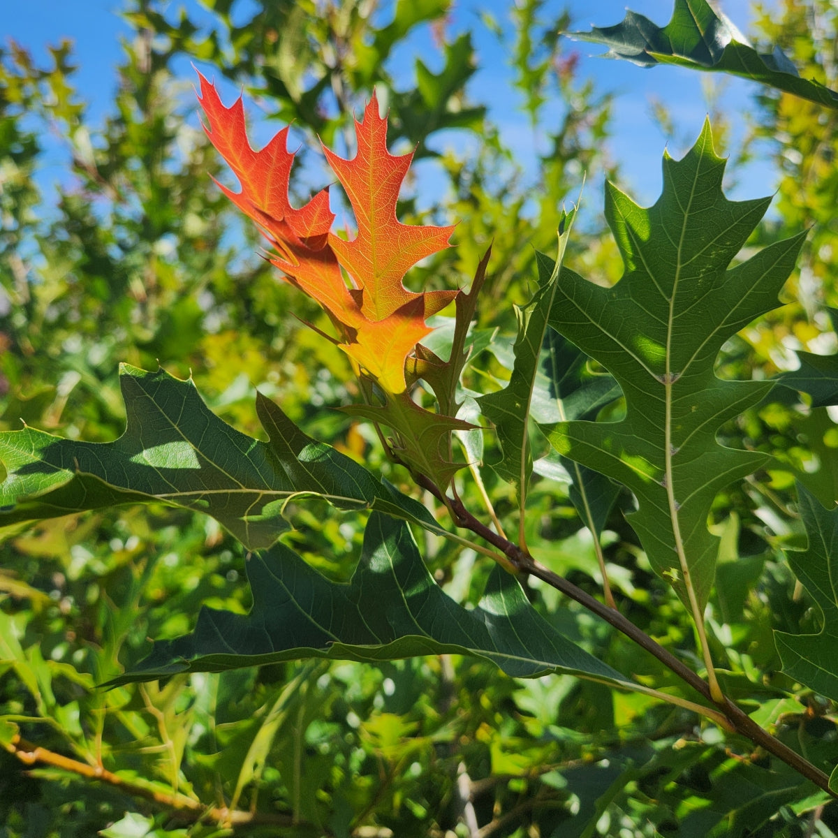 Quercus 'New Madrid'
