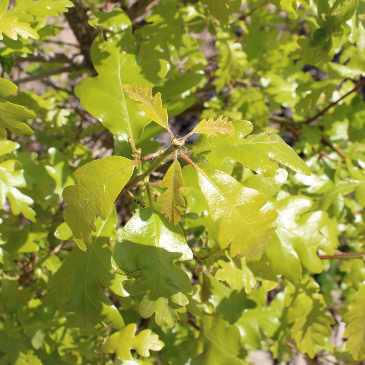 Quercus x mazei 'Estelle' TAYLORMADE™