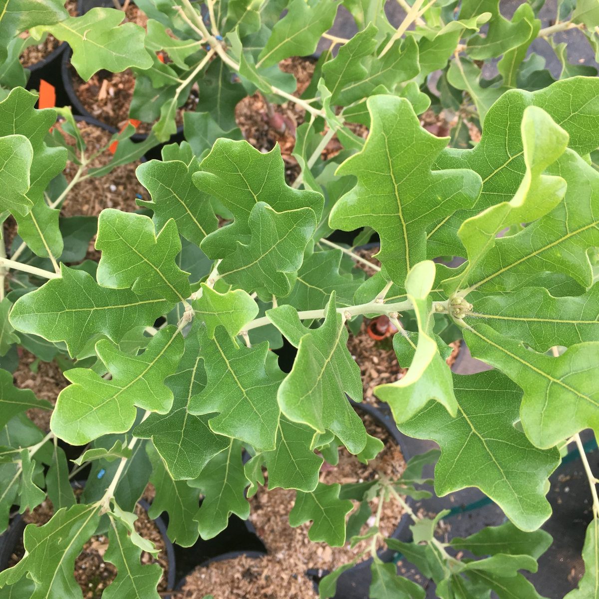 Quercus x havardii 'King Canute' TAYLORMADE™