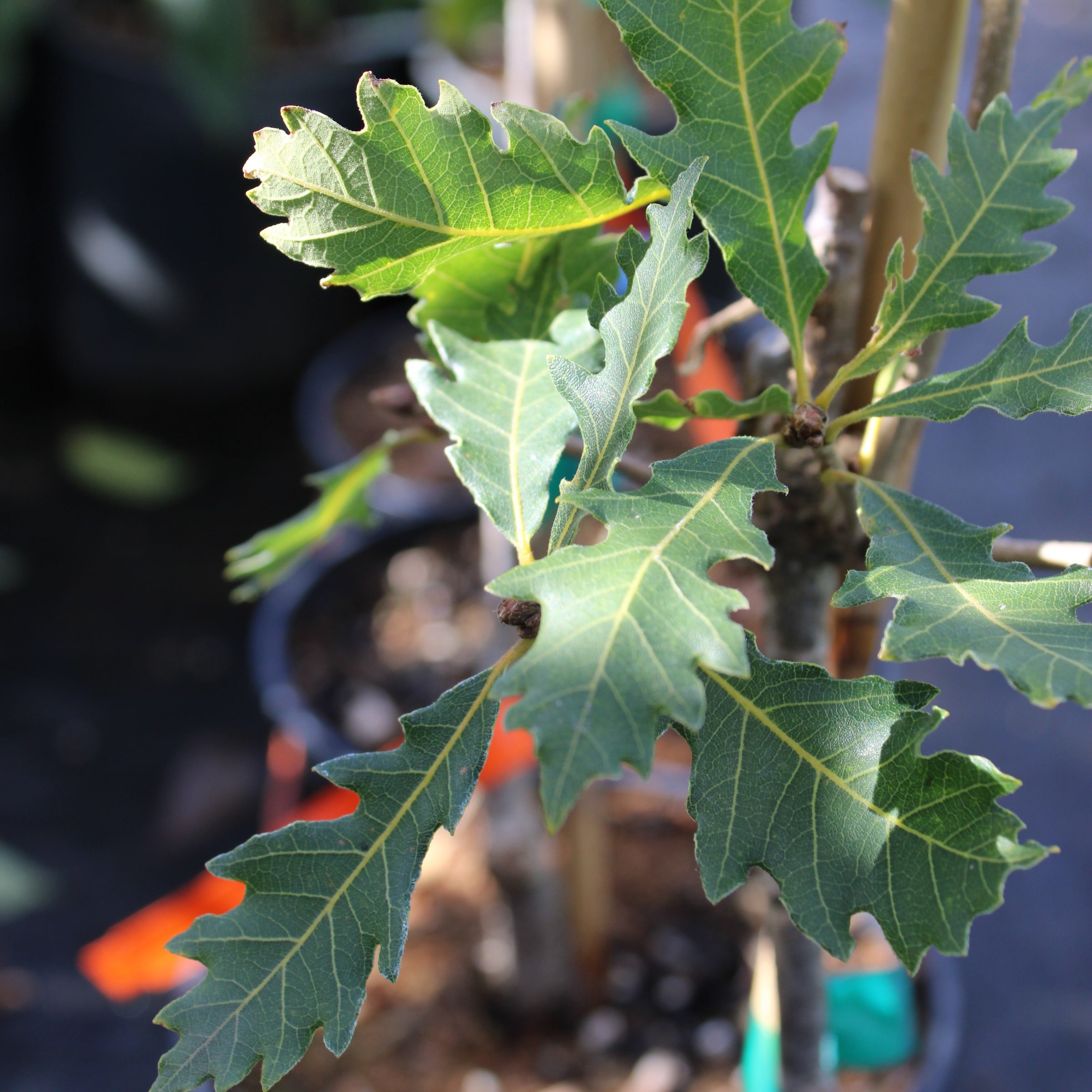 Quercus 'Lady Luck' TAYLORMADE™