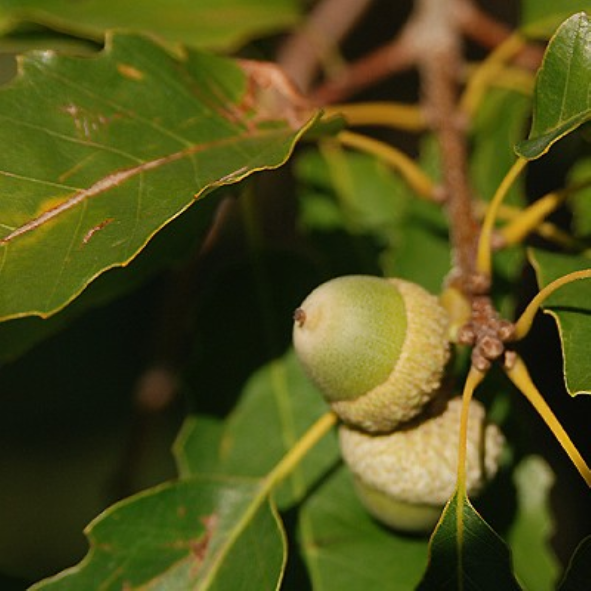 Quercus muehlenbergii ChoiceCity Select® ‘PTimB3S‘