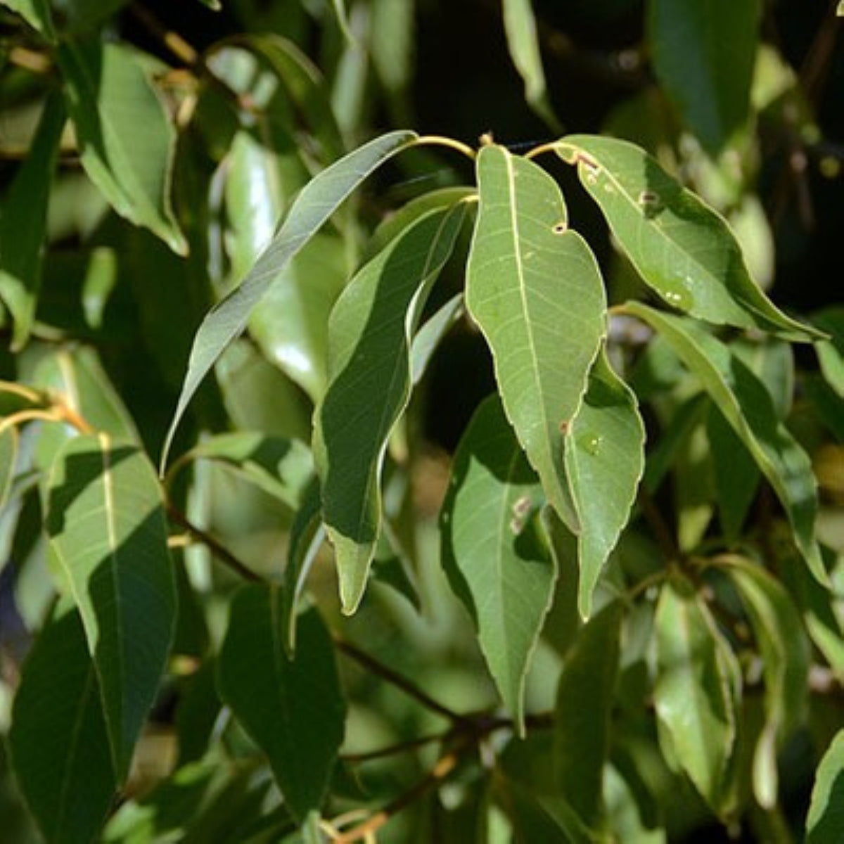 Quercus myrsinifolia