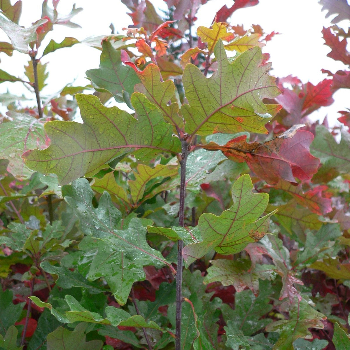 Quercus alba