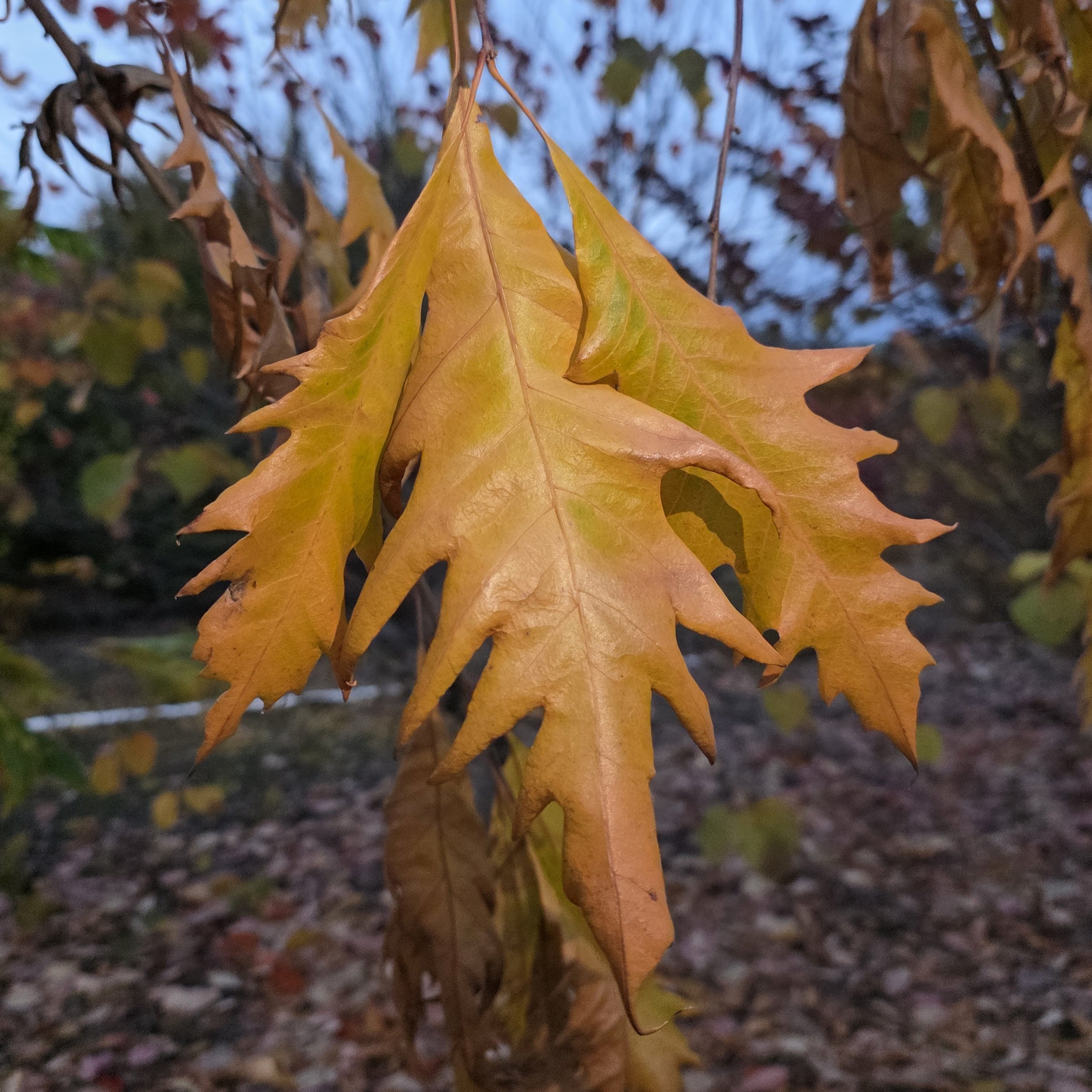 Quercus bicolor 'Conundrum'