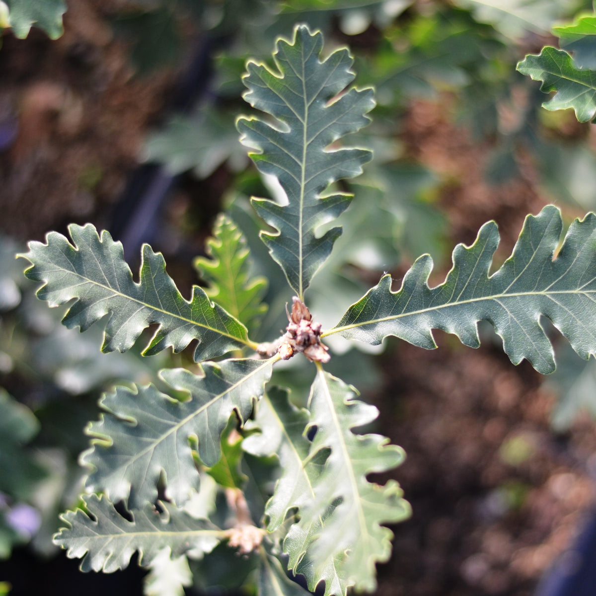 Quercus gambelii