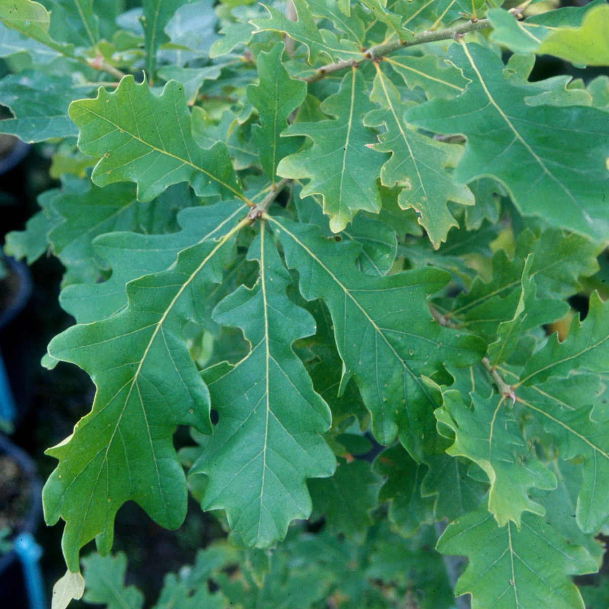 Quercus gambelii
