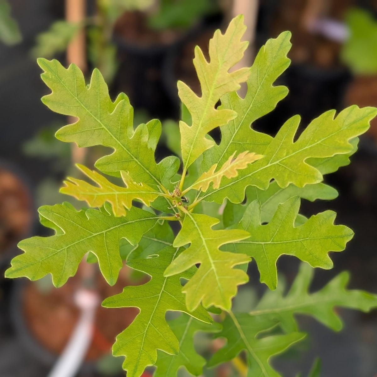 Quercus gambelii 'Bear Tree' TAYLORMADE™