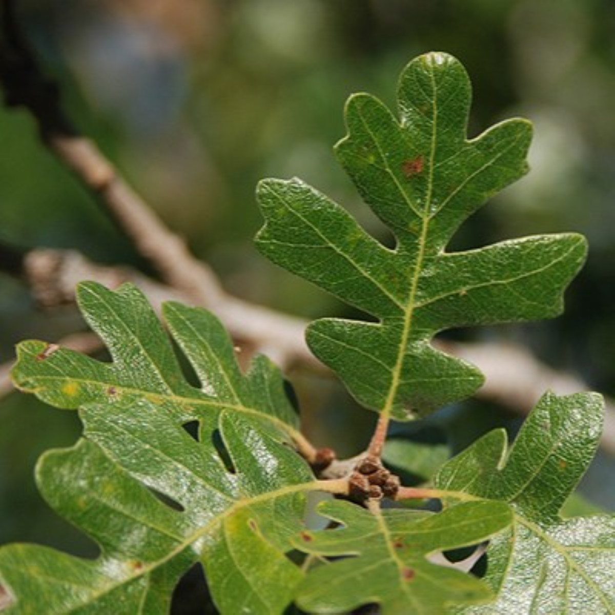 Quercus gambellii 'Bear Tree' TAYLORMADE™
