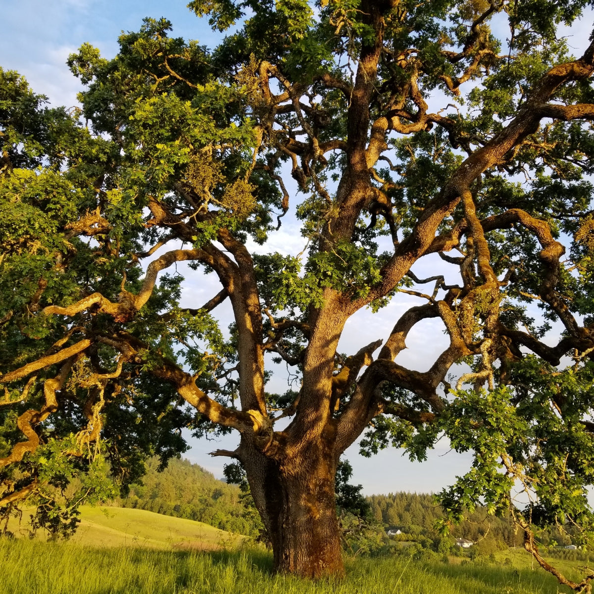 Quercus garryana