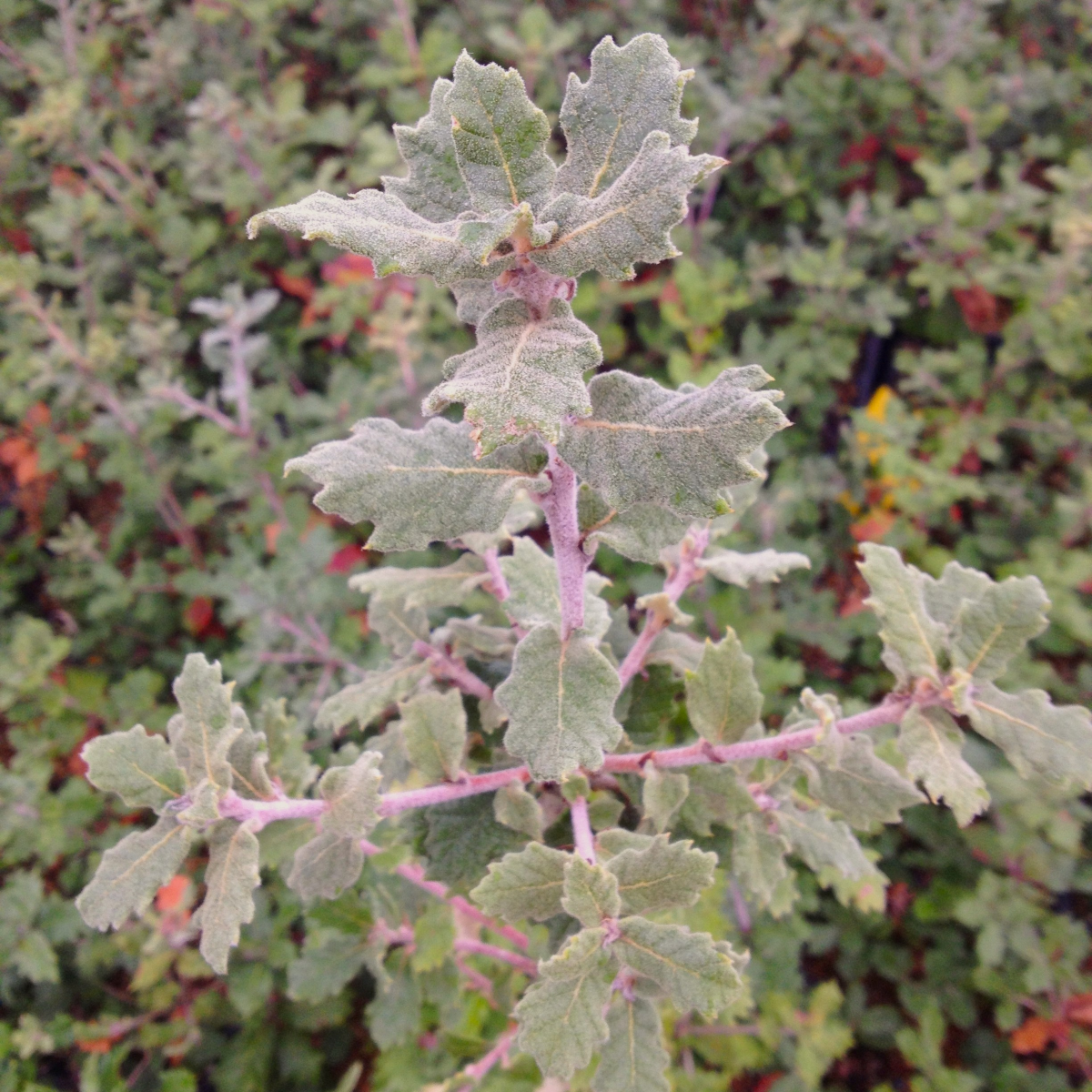 Quercus greggii La Siberia